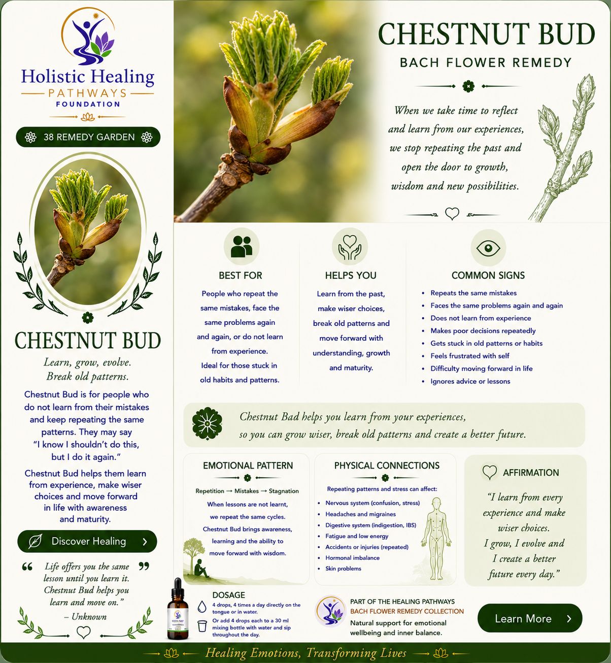 Chestnut Bud — Bach flower remedy