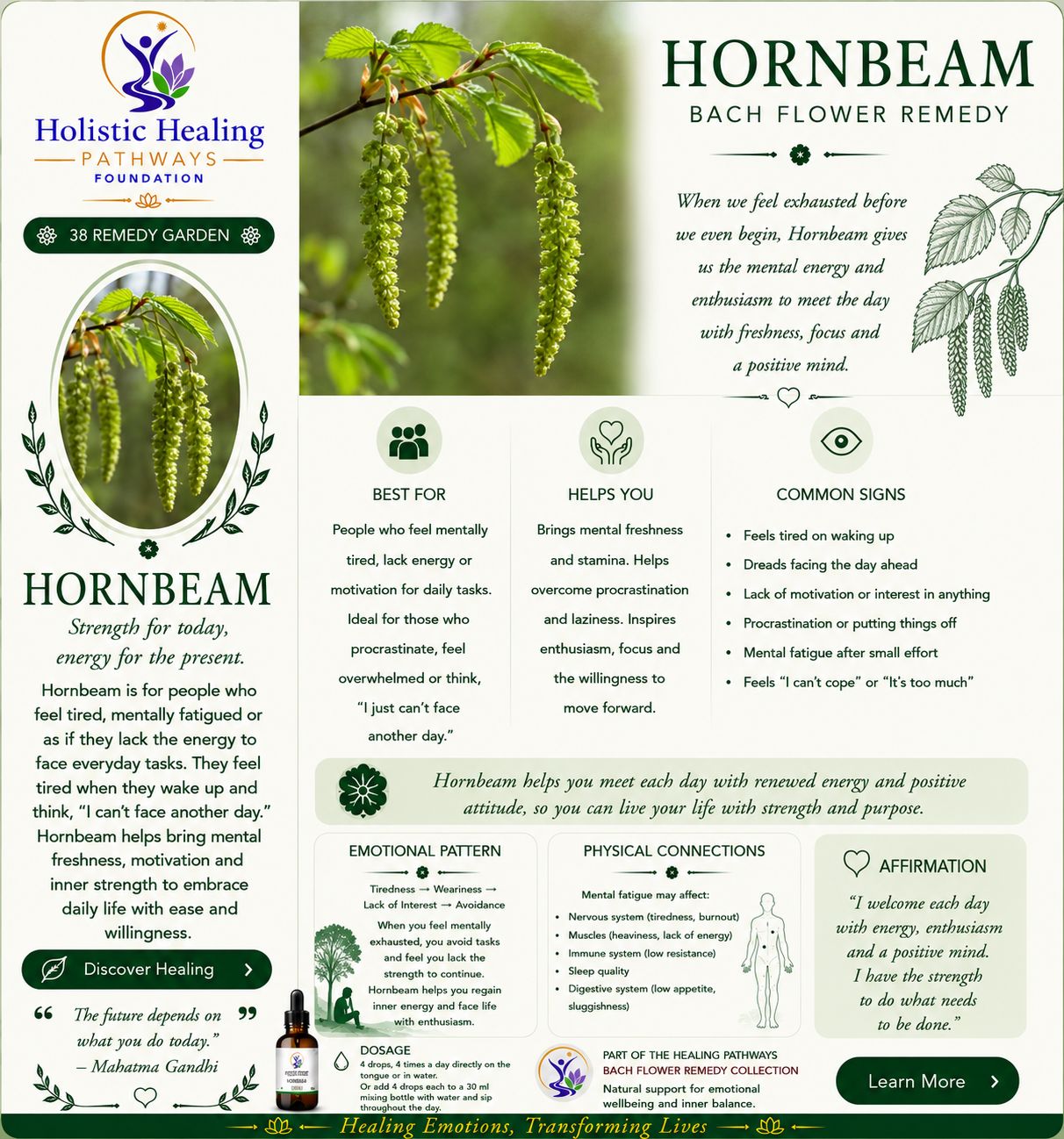 Hornbeam — Bach flower remedy