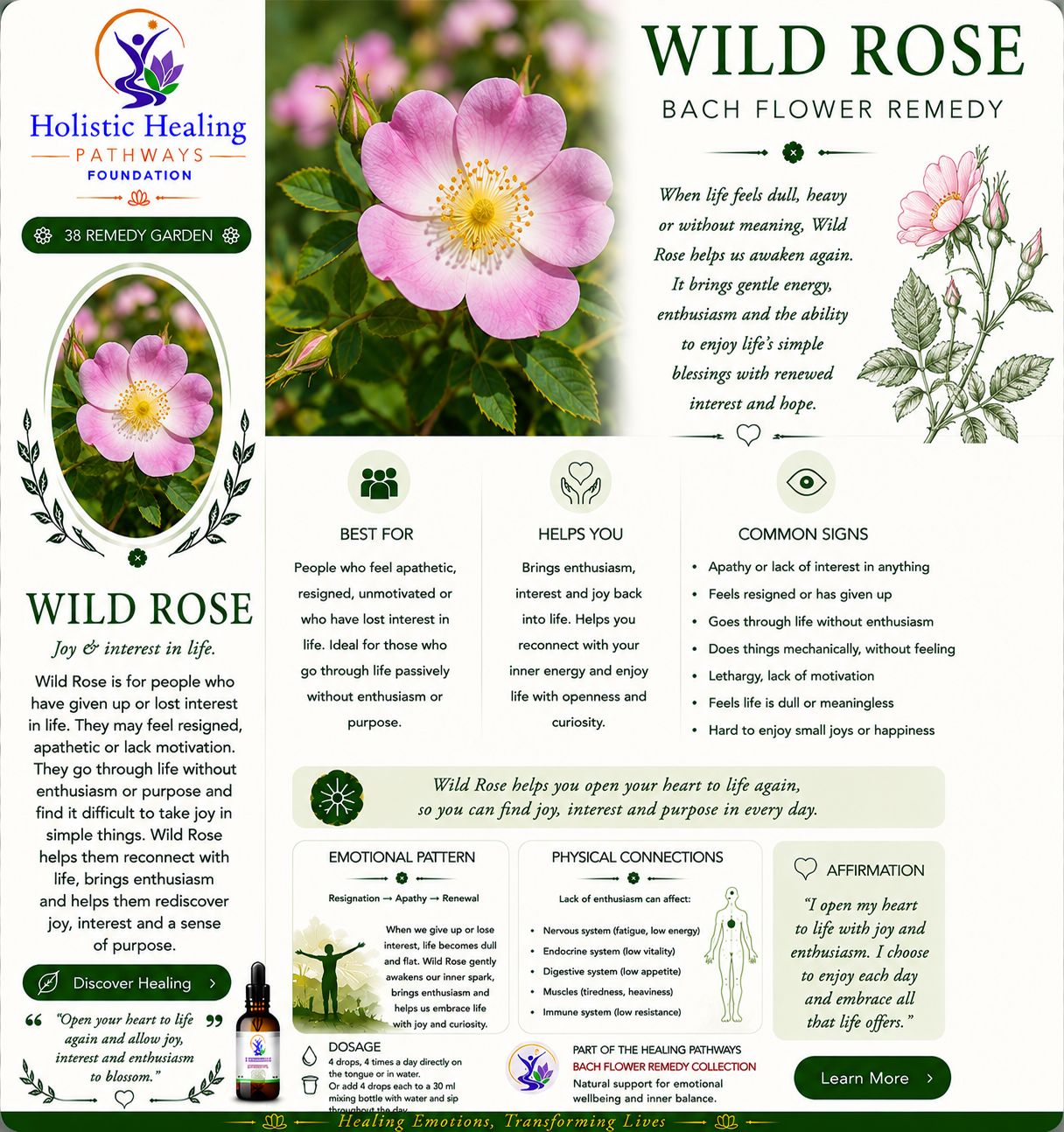 Wild Rose — Bach flower remedy
